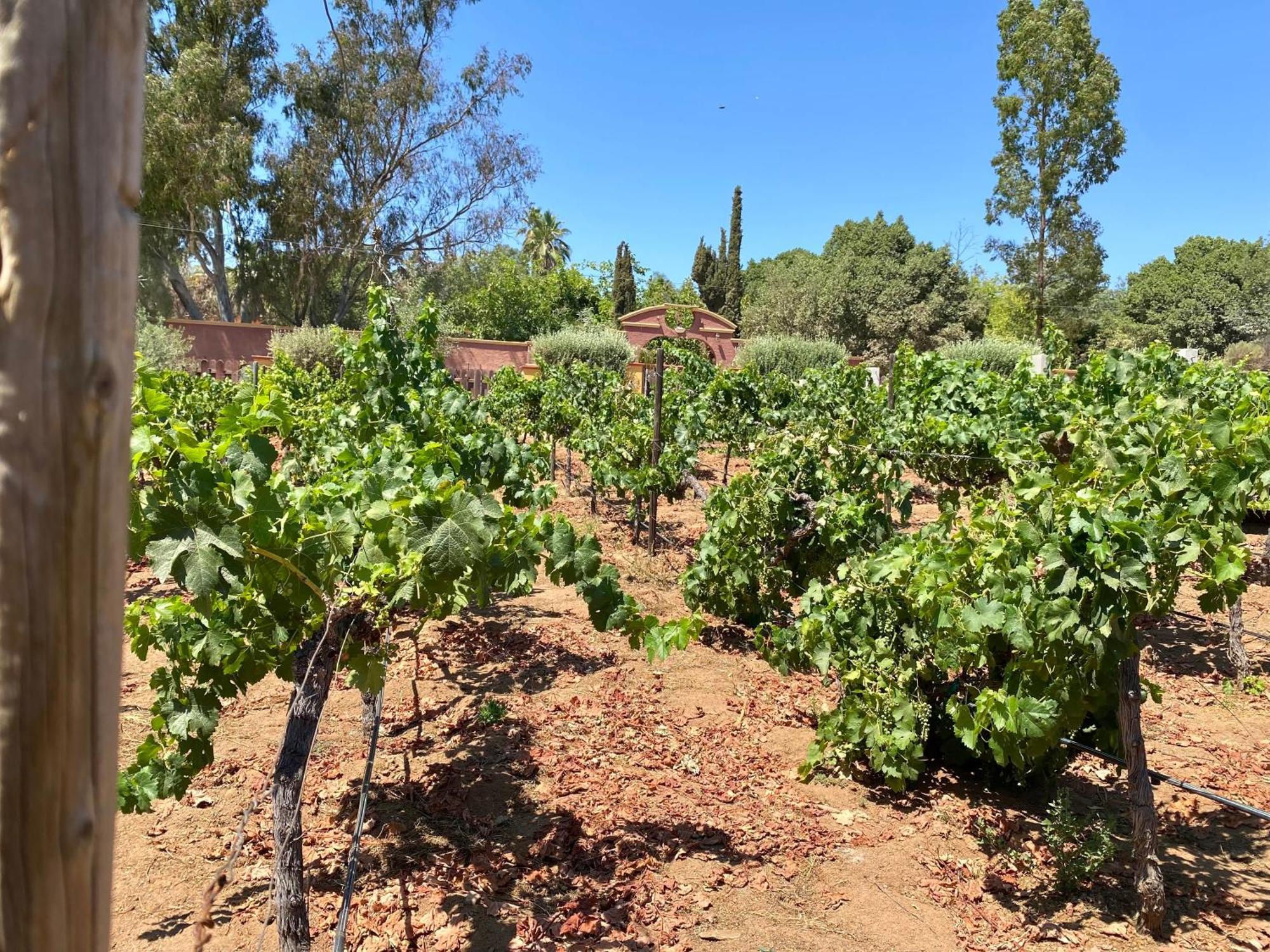 Готель Tierra Mia Hacienda Ruta Del Vino Вальє-де-Гуадалупе Екстер'єр фото