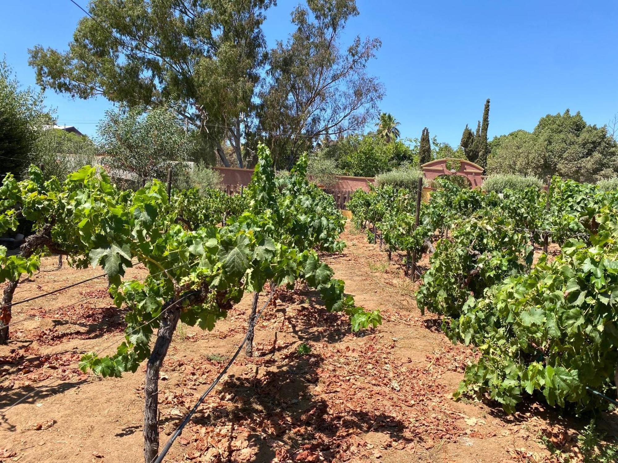 Готель Tierra Mia Hacienda Ruta Del Vino Вальє-де-Гуадалупе Екстер'єр фото